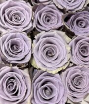 Rose, Shocking Blue-SA