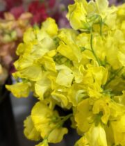 Sweet Peas, import-yellow