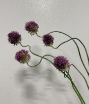 Allium, Dancing Tangho