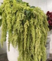 Amaranthus, Hanging Spider-green