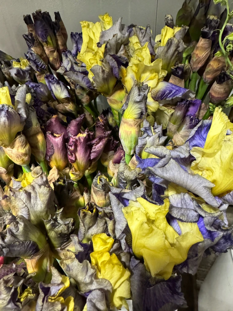 American grown bearded iris in shades of yellow, lavender, and deep purple, freshly cut