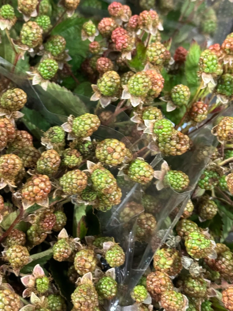 American grown blackberry fruit clusters in early ripening stages, used for floral texture