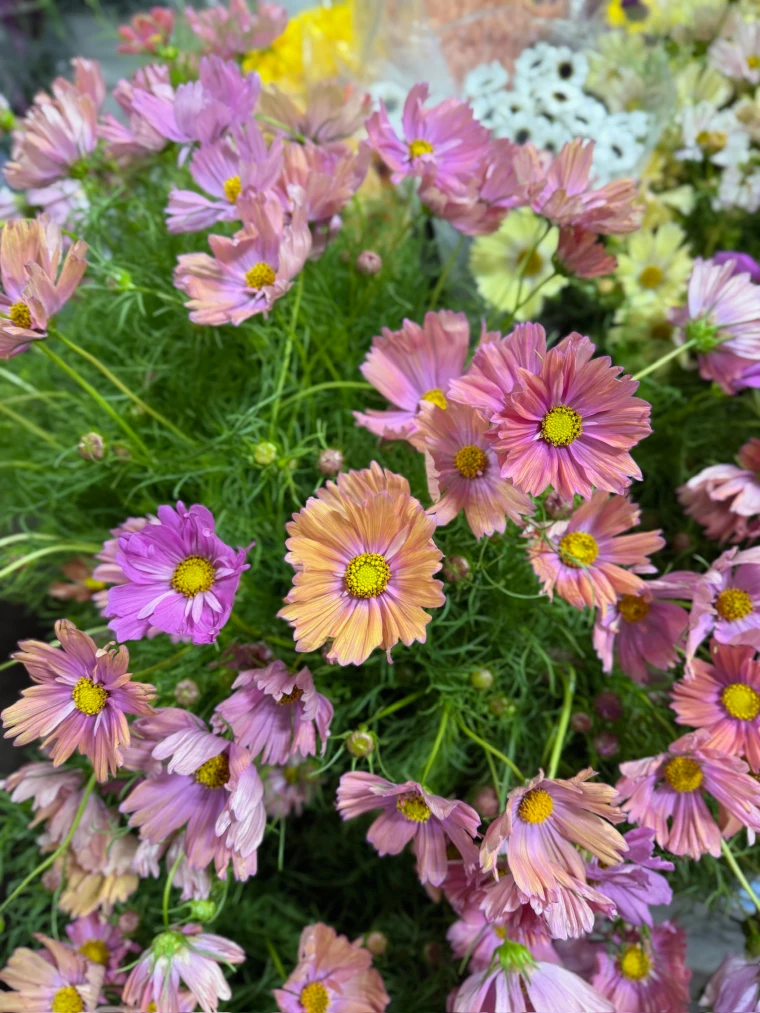American grown cosmos in soft pink, peach, and lavender, with airy green foliage
