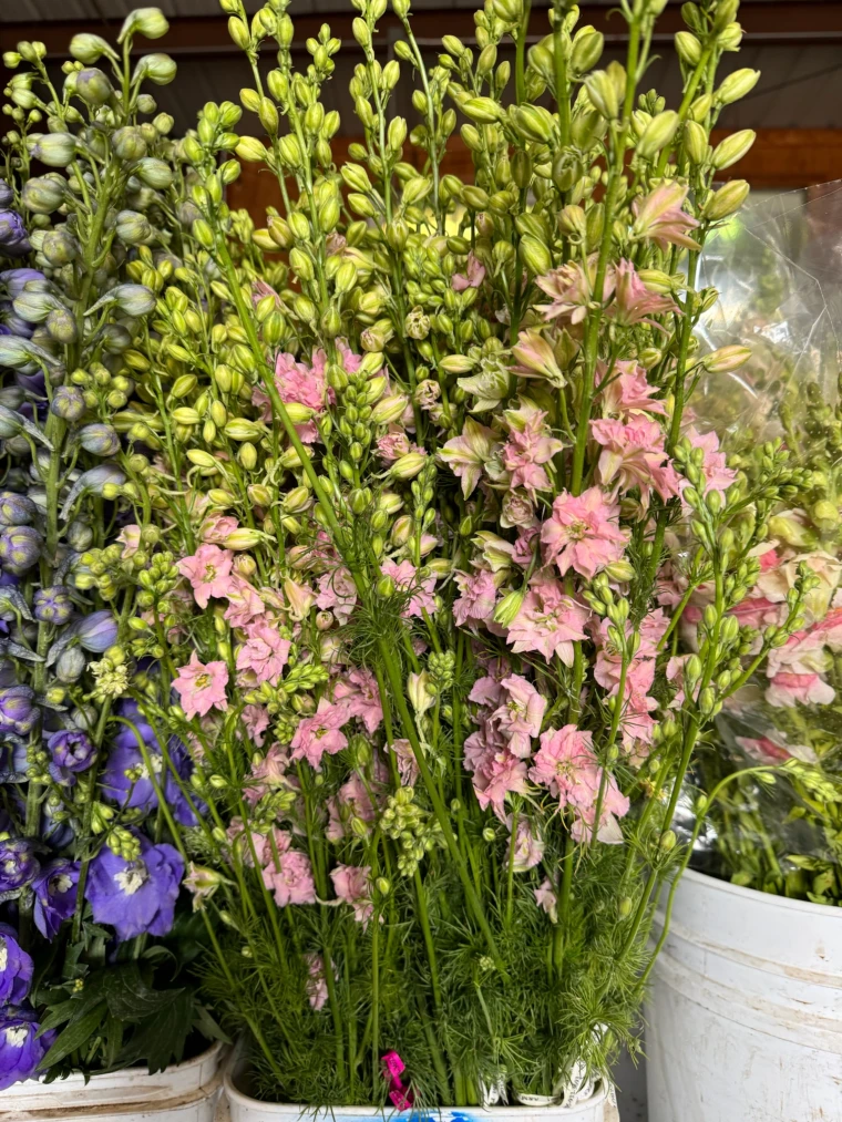Tall American grown delphiniums in rich hues, freshly cut for floral design