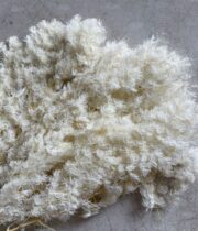 Dried Ming Fern-bleached
