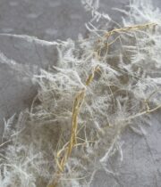 Dried Plumosa-bleached