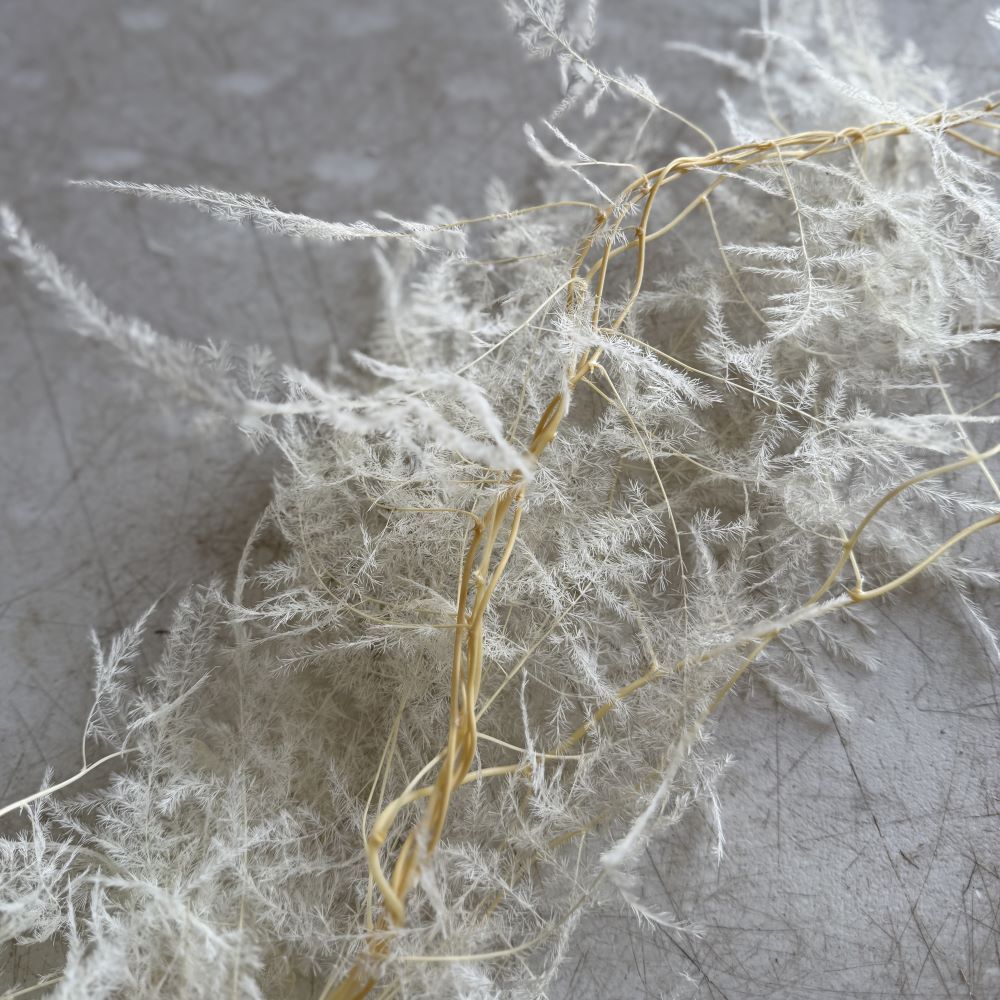 Dried Bleached Plumosa Fern