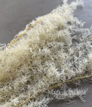 Dried Springeri-bleached