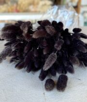 Dried Bunny Tail Grass-black