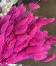 Dried Bunny Tail Grass-fuchsia