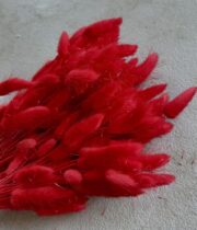 Dried Bunny Tail Grass-red