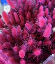 Dried Bunny Tail Grass-magenta