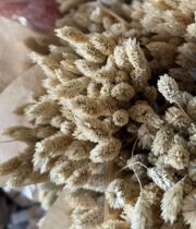 Dried Phalaris-natural