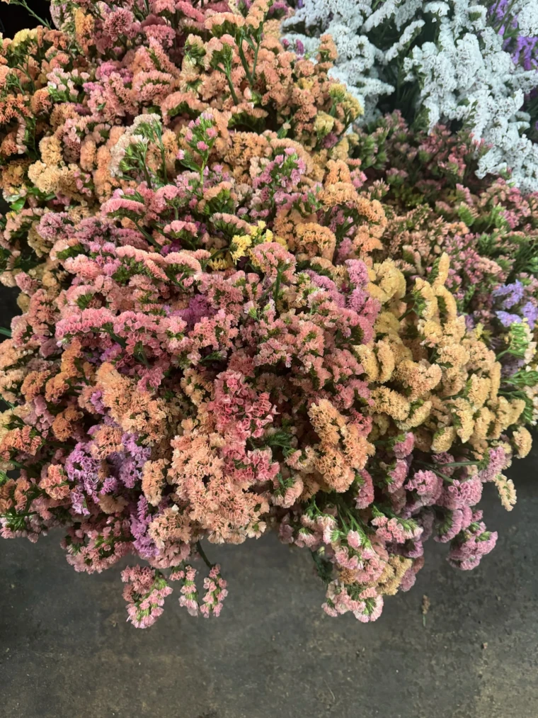 American grown limonium in mixed pastel tones, used as filler in seasonal floral arrangements