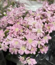 Pericallis (Cineraria)-light pink