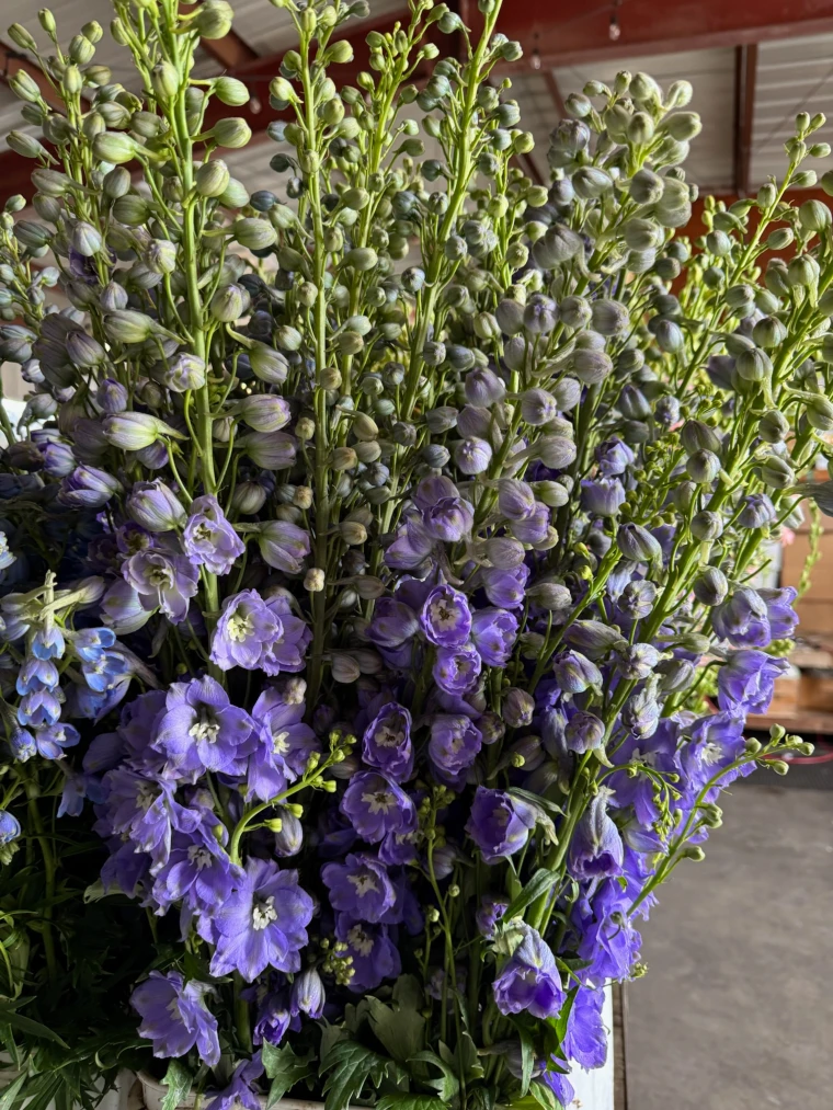 American grown purple larkspur with upright spikes and small clustered blooms