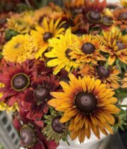 Rudbeckia, double-mixed