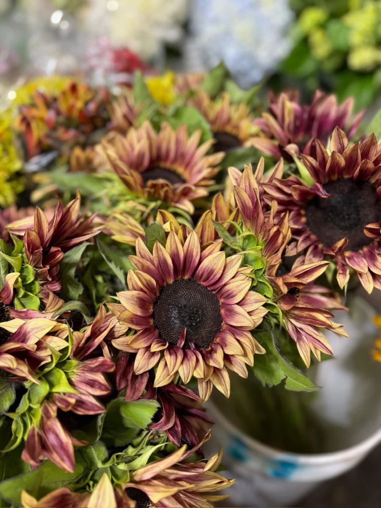American grown strawberry blonde sunflowers with rose-gold and buttery yellow petals