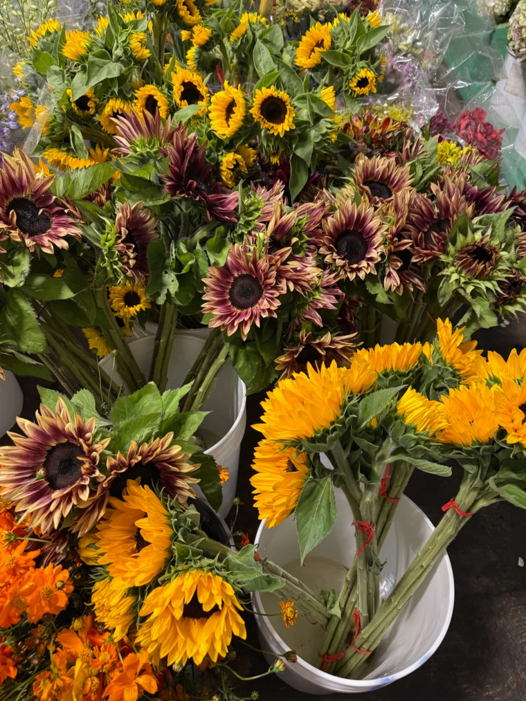 Classic American grown yellow and strawberry blonde sunflowers with bold centers and sturdy green stems