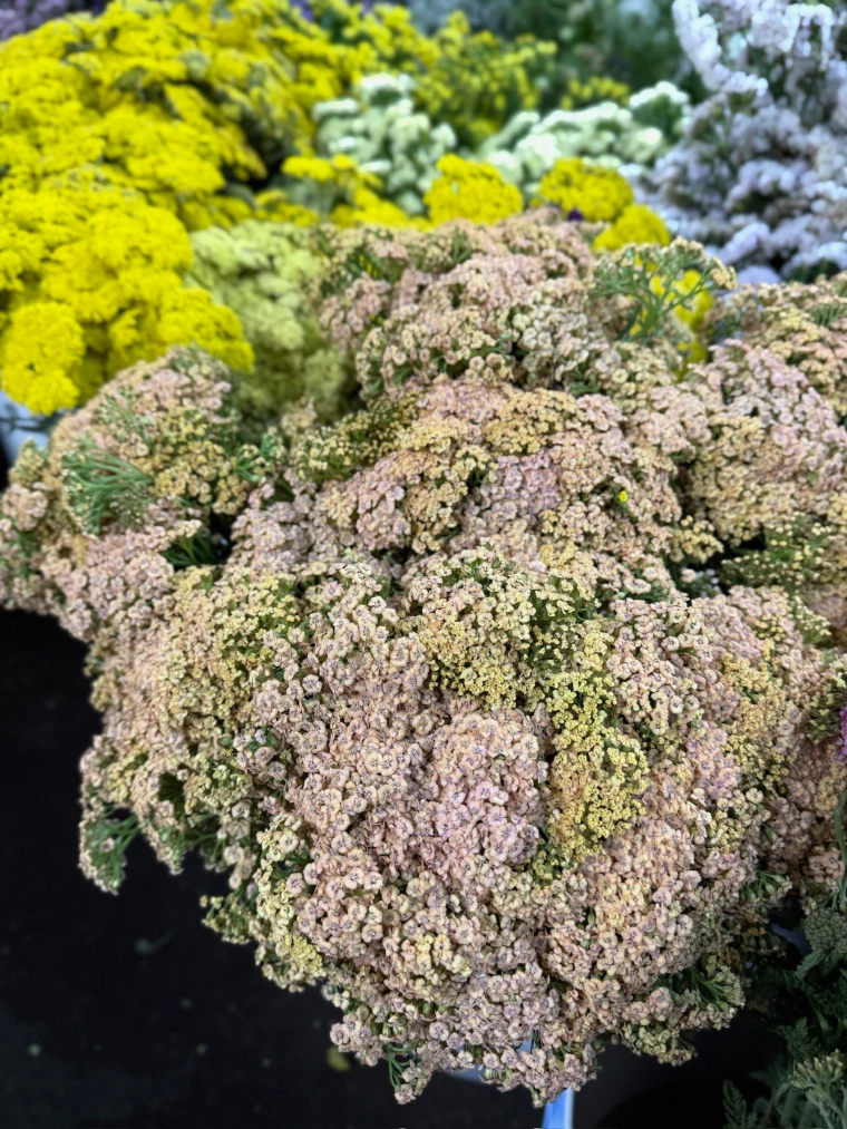 American grown yarrow in golden yellow and pastel tones with clustered flat-top blooms