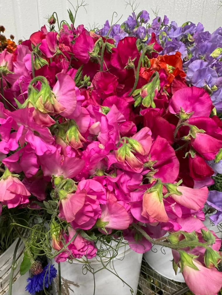 American grown sweet peas in vivid pink, coral, and lavender tones with ruffled petals
