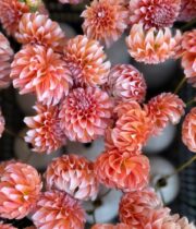 Dahlias, Peaches N Cream