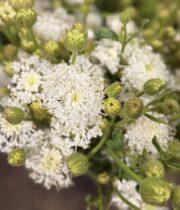 Didiscus, White Lace