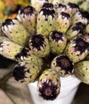 Protea, Niobe-white/black
