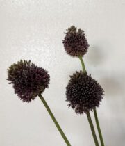 Allium, Forelock-purple