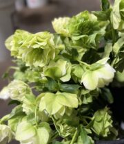 Helleborus, double-green