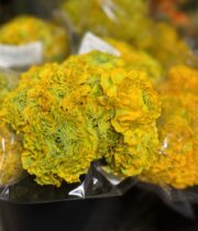 Ranunculus, Pon Pon-yellow