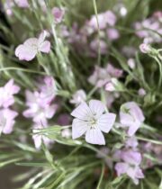 Agrostemma-light pink