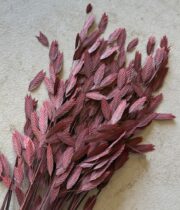 Dried Latifolium Grass-burgundy