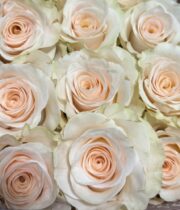 Rose, Fancy Dreams-SA