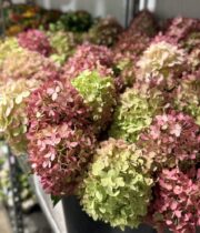 Hydrangea, Limelight-antique