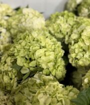 Hydrangea, Medium-lime green