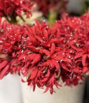 Lily Nerine-red