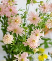 Ranunculus, Moderna Cosmo-light pink/peach