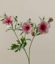 Ranunculus, Moderna Energia-pink