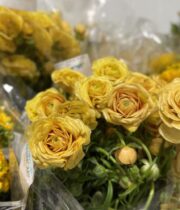 Ranunculus, Moderna Miele-gold