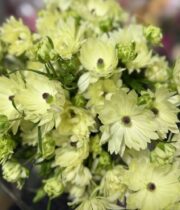 Ranunculus, Moderna Star Galaxy-cream