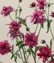 Ranunculus, Moderna Vega-dark pink