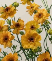 Ranunculus, Moderna Vivaldi-orange/gold