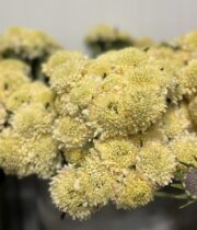 Scabiosa, Banana Scoop-yellow/peach