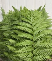Woodwardia (Giant Chain Fern)