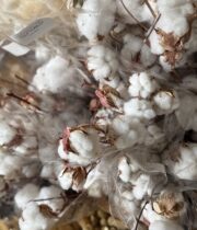 Cotton branches-large