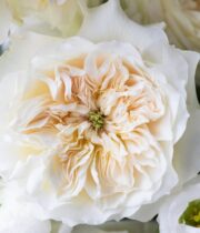 Rose Garden, Enid-SA