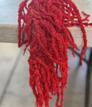 Dried Hanging Amaranthus-red