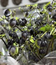 Peruvian Apple-light blue