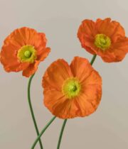 Poppy, Import-orange